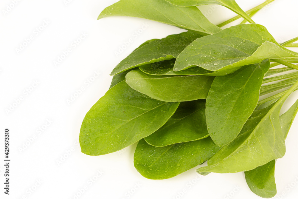 Fototapeta premium Young Spinach Leaves stock photo