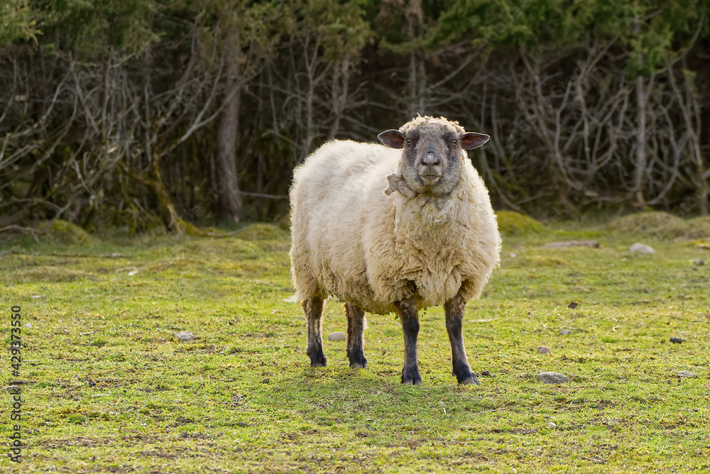 Sheep portrait. unshorn sheep in a spring field. Sheep looking to camera, Farming, free grazing concept, autumn field Sheep portrait. unshorn sheep in a spring field. Sheep looking to camera, Farming, free grazing concept, autumn field