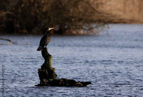 Cormoran