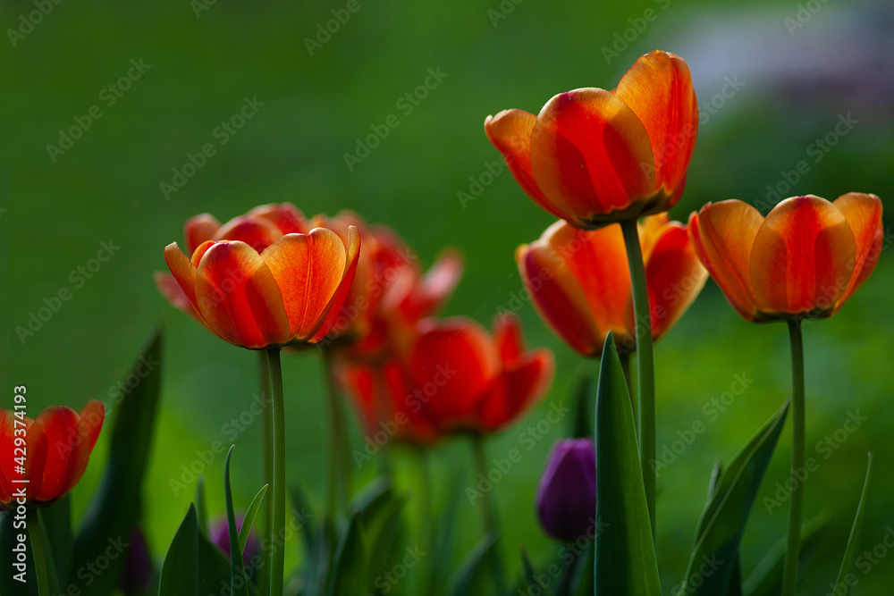Orange and yellow tulips on green background, horizontal orientation, copy space. Photo of red and yellow tulips was taken in the garden in the bright sunny spring day.