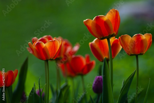 Orange and yellow tulips on green background  horizontal orientation  copy space. Photo of red and yellow tulips was taken in the garden in the bright sunny spring day.