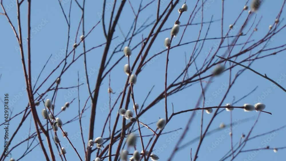 Fluffy pussy-willow buds sway in the breeze against the blue sky Fluffy pussy-willow buds sway in the breeze against the blue sky