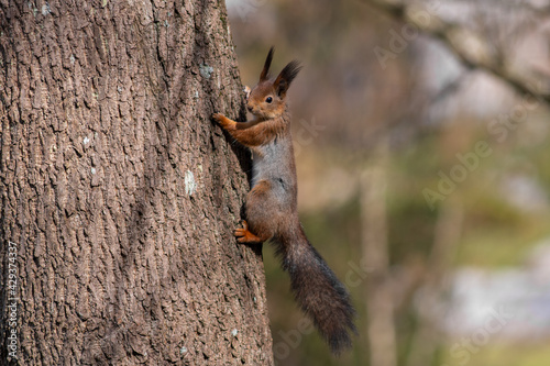 A red squirrel (Sciurus vulgaris) also called European red squirrel on a tree in a Tallinn city park Kadriorg. Selective focus. © Aimur