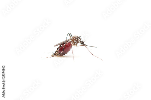 Mosquito on white background.