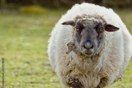 Sheep portrait. unshorn sheep in a spring field. Sheep looking to camera, Farming, free grazing concept, autumn field photo