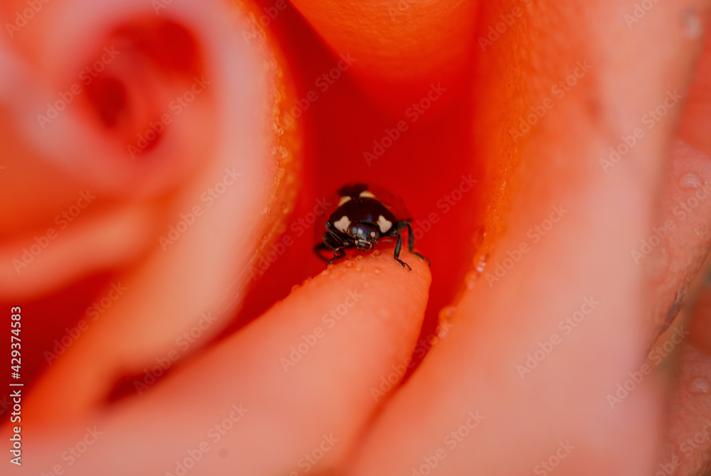 ladybird on a rose ladybird on a rose