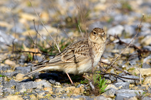 Feldlerche // Eurasian skylark (Alauda arvensis) photo