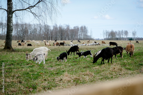 Herd of goats in the grassland. Goats eating grass and climbing rocks on a pasture in farm. Goat kids, yeanlings. Selective focus