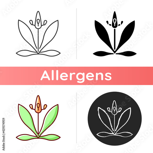 English plantain icon. Plantago lanceolata. Flower pollen as allergen. Ribwort plantain. Seasonal allergy for plant. Linear black and RGB color styles. Isolated vector illustrations