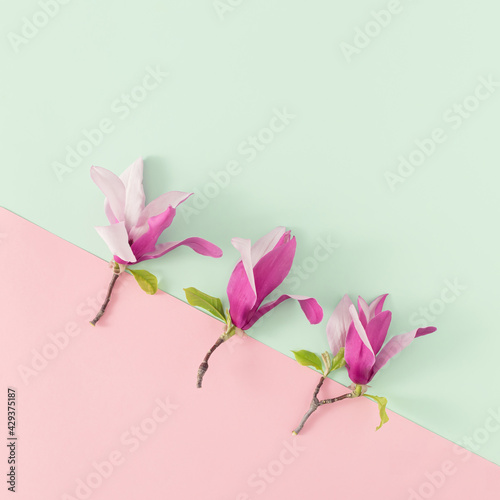 Spring magnolia flowers on bright pink and mint green background. Minimal nature composition. Flat lay. Copy space. © Boba
