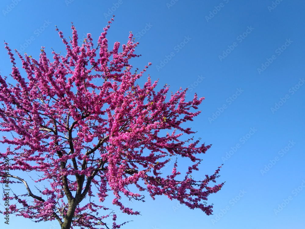 Judas tree in spring purple flowers blossoming