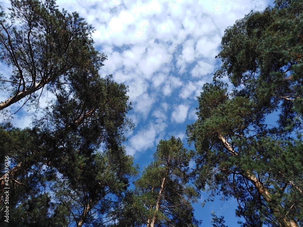 sky and trees