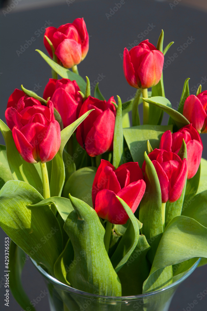 lovely bouquet of red tulips in a lucid vase on the table lovely bouquet of red tulips in a lucid vase on the table