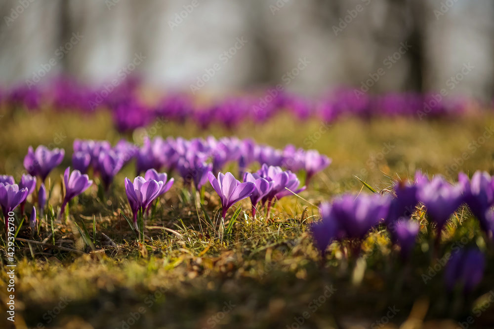 Naklejka premium Spring in Norway