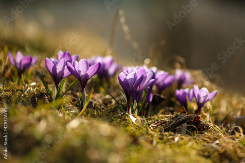Spring in Norway