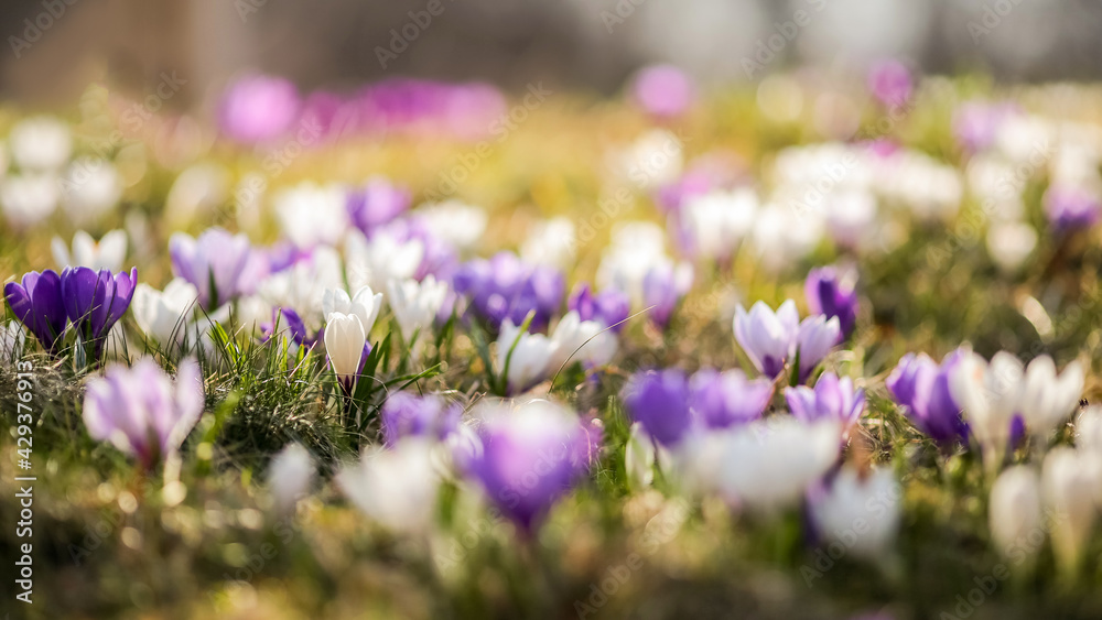 Crocus Crocus
