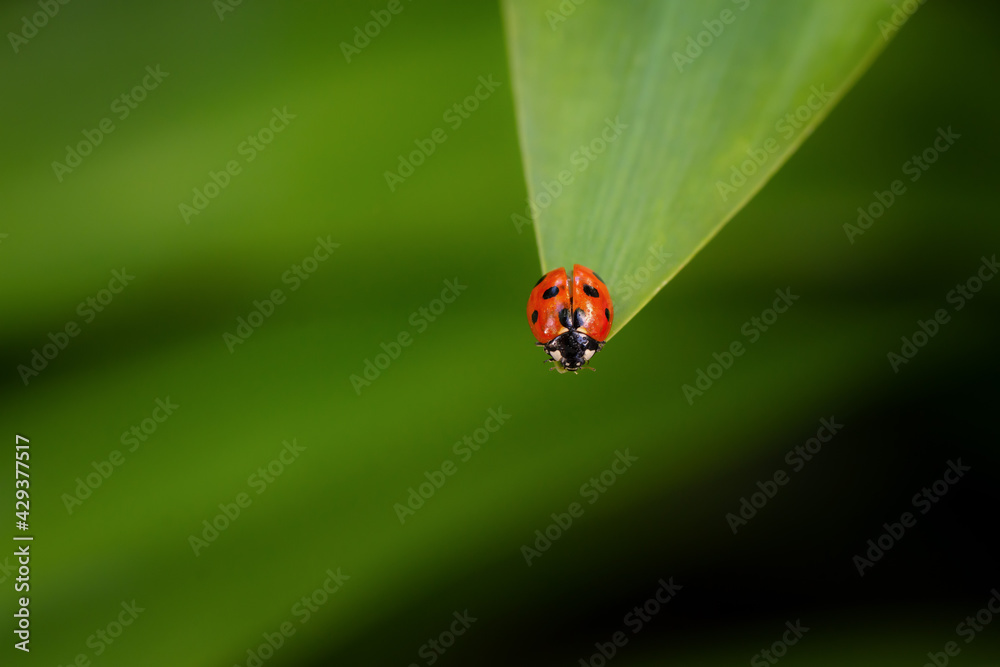 Obraz premium ladybird on a leaf