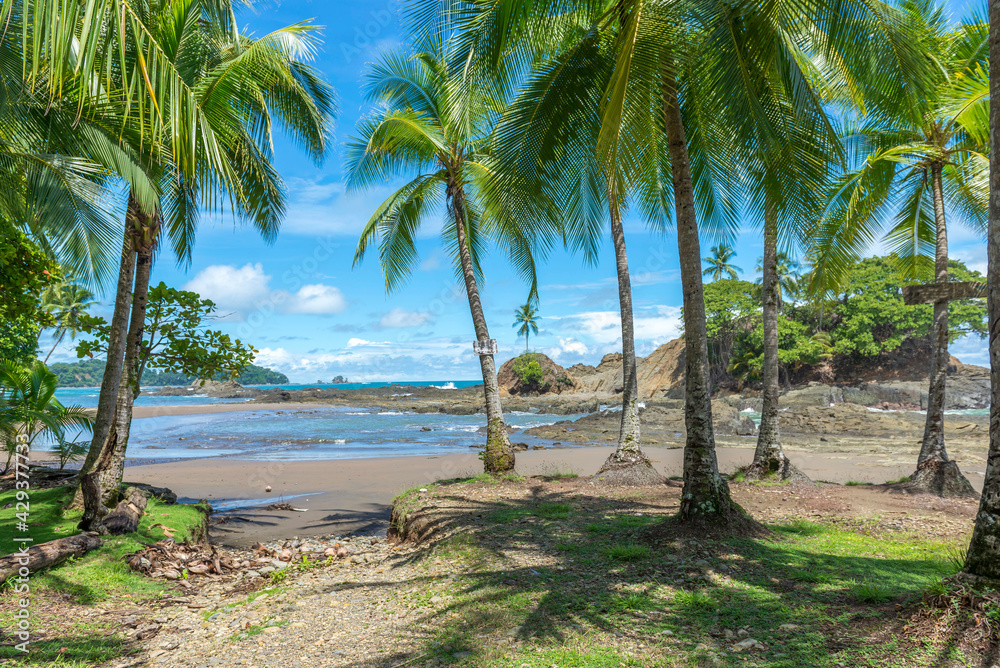 Obraz premium View from Rocas Amancio with beatiful palm trees on the rocky shore. Costa Rica, Dominicalito Beach. Central America. Tropical pacific ocean.