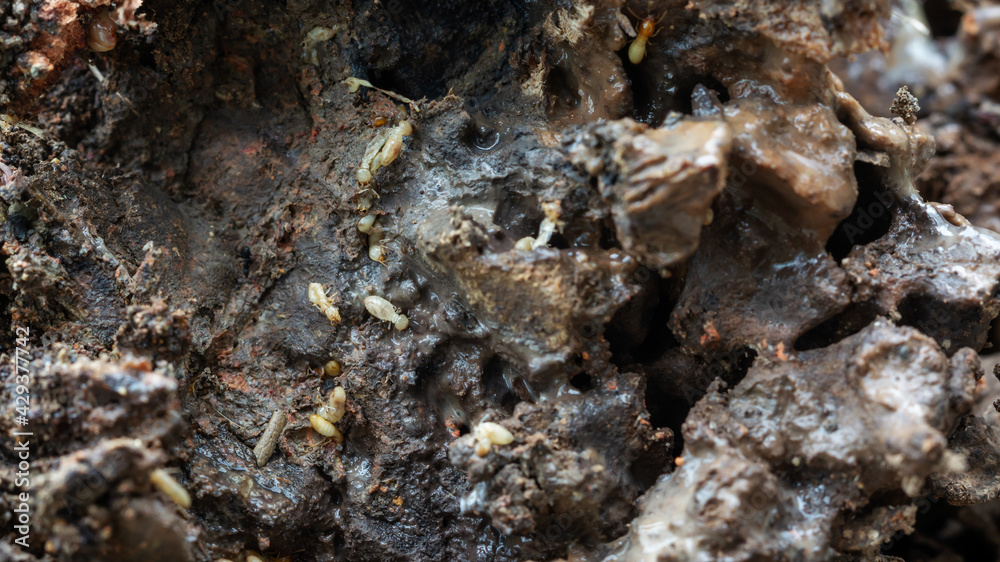 Close up of termites live in a tree.