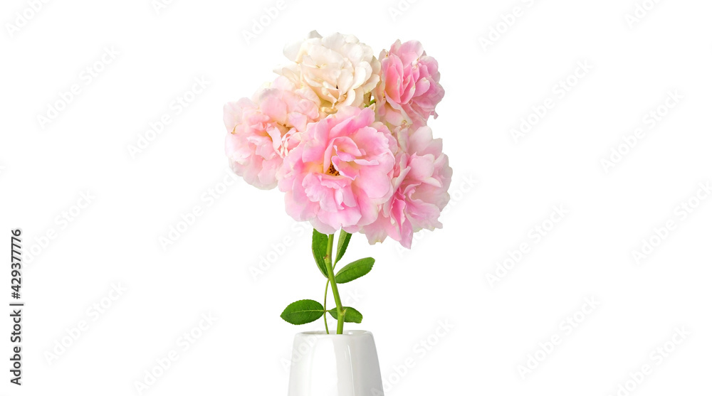 Pink rose in a white flower vase on a white background. Pink rose in a white flower vase on a white background.
