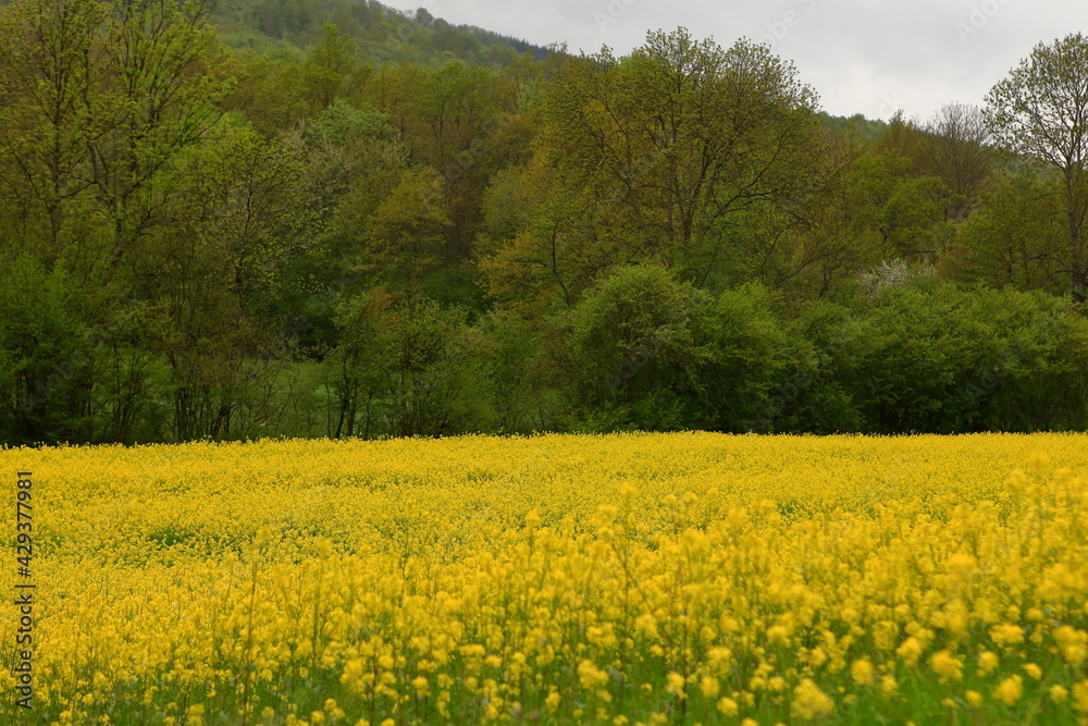 field of yellow flowers in France near Pyrenees mountains