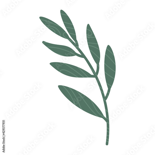 Eucalyptus leaves  tree branch  green color illustration isolated on white. Vector