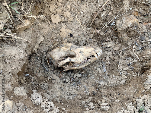 Animal skull on the ground
