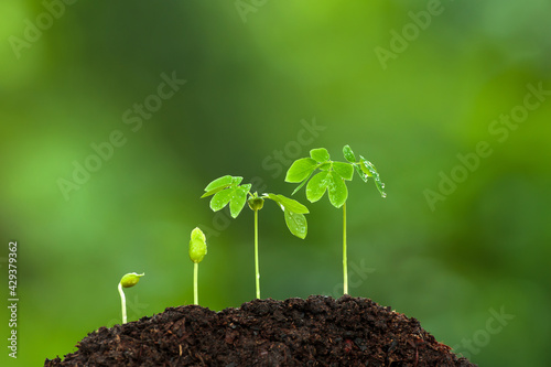 Green young tropical plants growing on fertile soil.