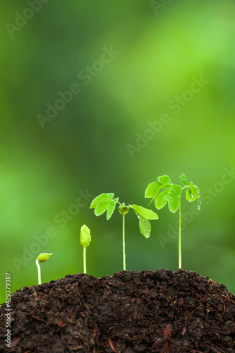 Green young tropical plants growing on fertile soil. photo