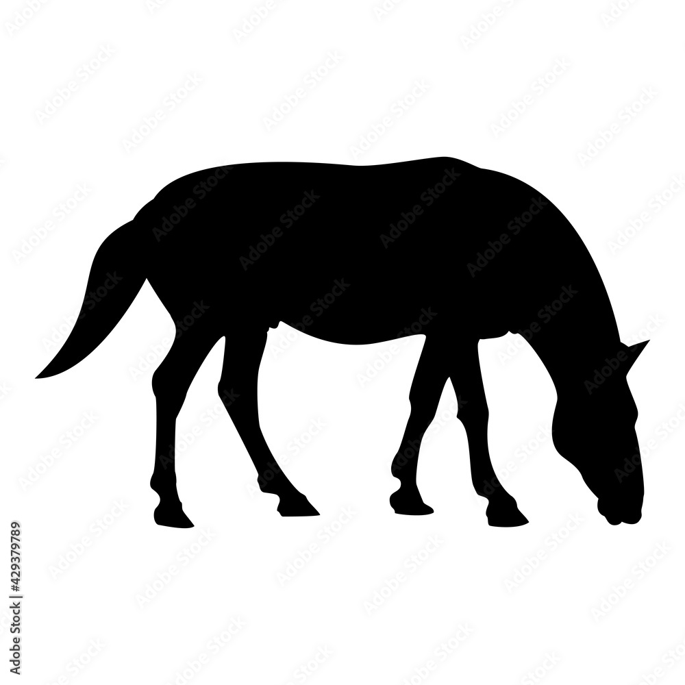Obraz premium Silhouette steed horse equestrian equine stallion thoroughbred mustang black color vector illustration flat style image