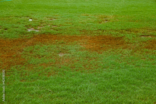 a ruined plot on a green lawn