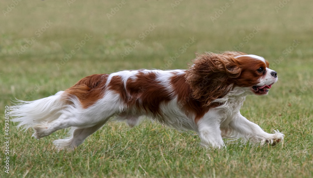 Cavalier King Charles Spaniel running on grass