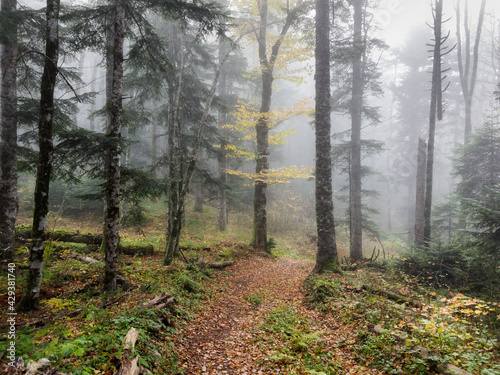 An early morning mist in a autumn conifer forest with a narrow footpath going strewn with fallen leaves