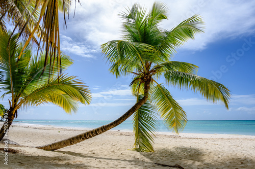 Leaning palm tree over the sea view