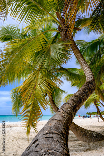 Palm trees on a sandy beach with distant sea view