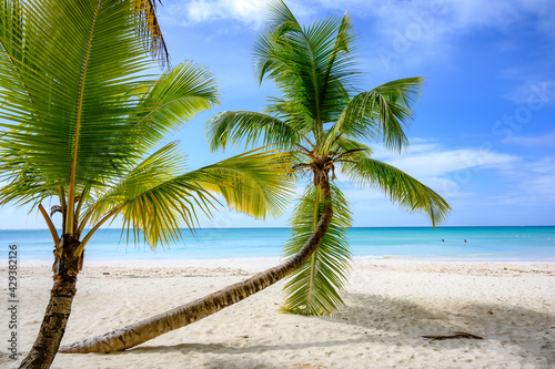 Palm tree leaning over the beach with sea view