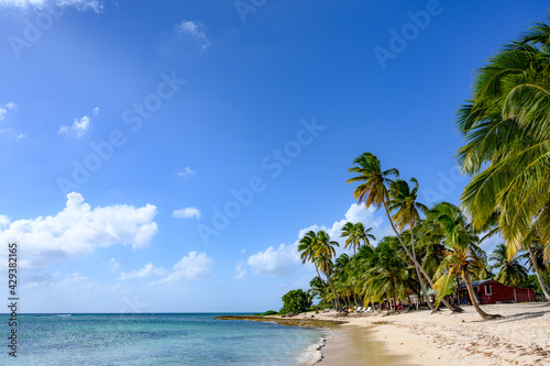 Palm tree forest near the beach with sea view