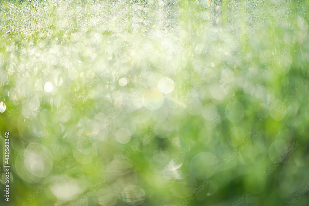 Obraz premium Bokeh dew drop on grass with sunlight is bokeh. drop water on fresh Juicy lush of morning and after the rain. outdoor nature on spring season. environmental conservation concept.