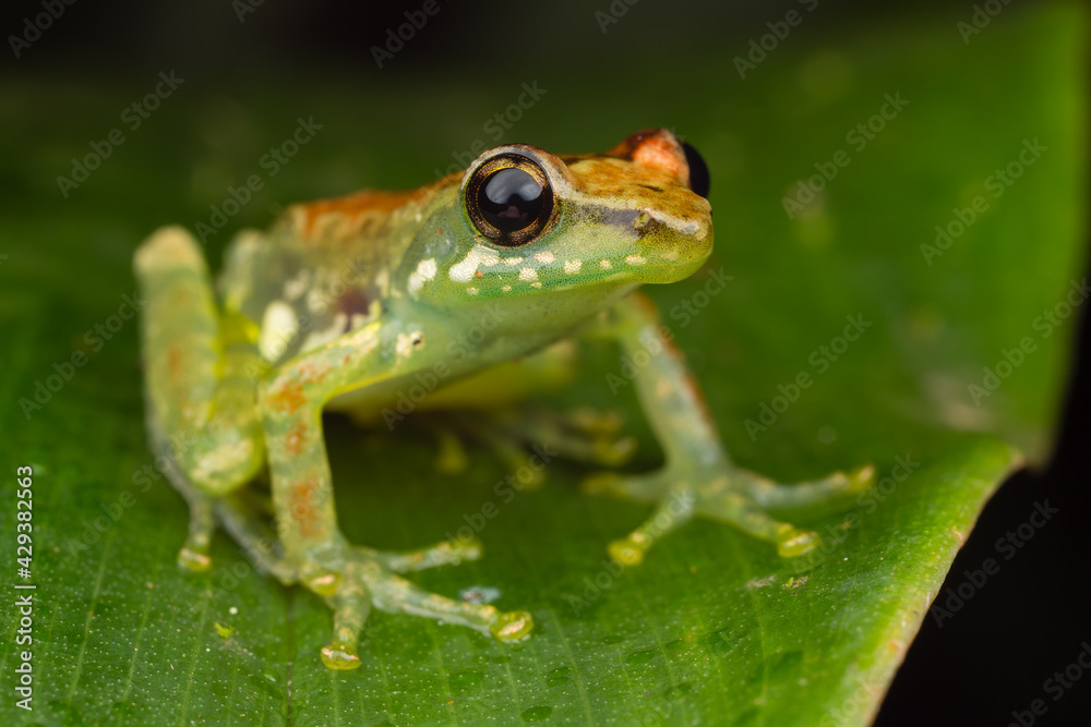 Leaf Frog sp. Leaf Frog sp.
