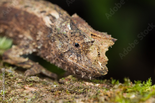 Brookesia sp.