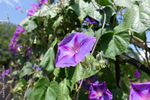 Buds and purple flowers of morning glory in July