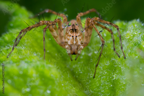 Arachnid sp.