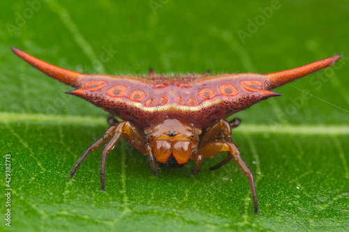Gasteracantha versicolor
