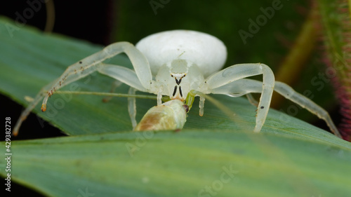 Arachnid sp.