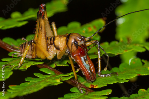 Madagascar King Cricket (Anostostomatidae) photo