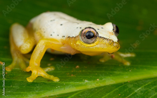 Leaf Frog sp. © fredrik505