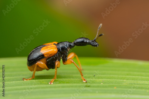 Paracycnotrachelus sp.