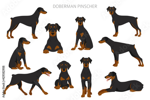 Fotografija Doberman pinscher dogs clipart. Different poses, coat colors set
