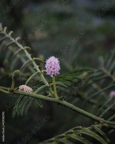 Close up of Mimosa strigillosa in the park photo