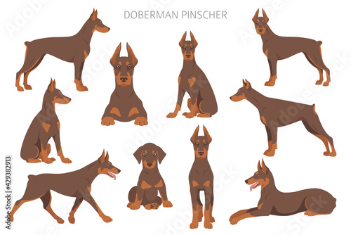 Doberman pinscher dogs clipart. Different poses, coat colors set